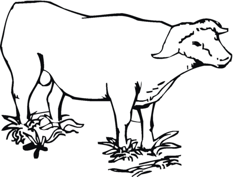 Cape (African) Buffalo Coloring Page